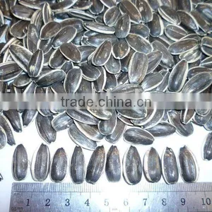 Sunflower Seeds 5135, 5009 thumbnail-1
