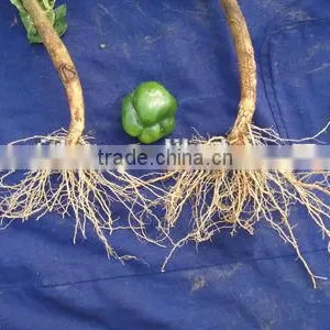 Organic Seaweed Root Stimulate Fertilizer thumbnail-2