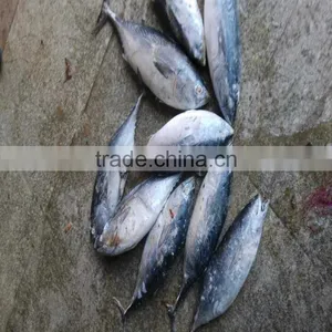 Frozen Tuna Bonito Frozen Fish Bonito Tuna Seafrozen 750G+ thumbnail-1