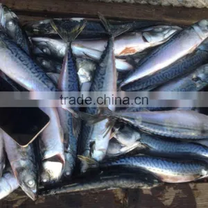 Seafrozen Pacific Mackerel thumbnail-1