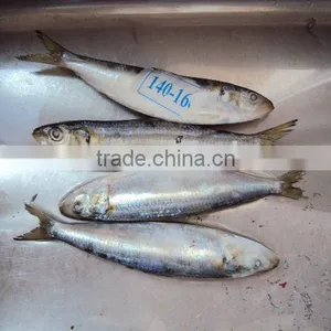 Frozen Sardine For Bait thumbnail-1