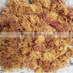 Euchema Spinosum With High Quality thumbnail-6
