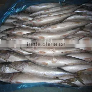 Frozen Mackerel Fish(200-300g) thumbnail-1