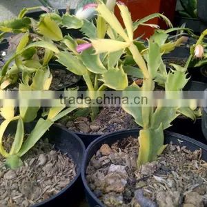 Schlumbergera Variegated Cactus Plant thumbnail-2