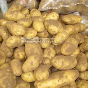 Fresh Potato thumbnail-3