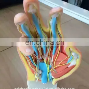 Surgical Training Manikin MJP 3D Printing Color Organ Model thumbnail-6