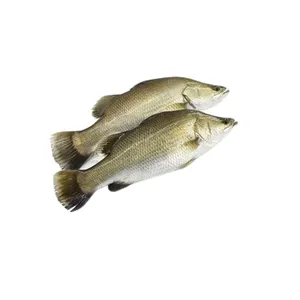 Frozen Barramundi thumbnail-1