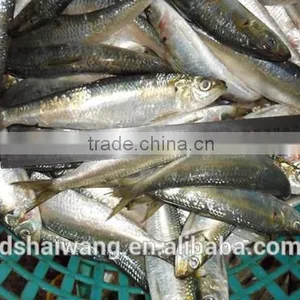 China Exporter Frozen Sardinella Lemuru Fish thumbnail-1