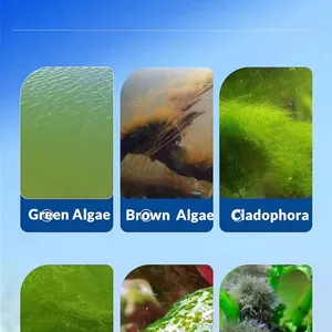 Algaecide For Metal Cutting Fluids/Pool/Aquarium/ CAS NO.31075-24-8 thumbnail-2