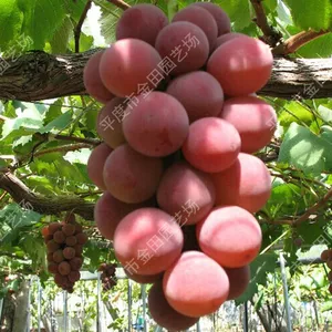 Bl ü Cher Grape Seedlings Grape Vines thumbnail-1