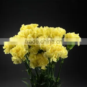 Color Liberty Best Selling Yellow Carnation Flowers thumbnail-6