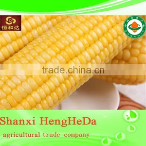 Com for Sale Indian Yellow Maize Corn thumbnail-3
