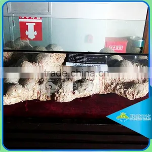 Museum Artificial Dinosaur Fossil Model Dinosaur Egg Replica thumbnail-1