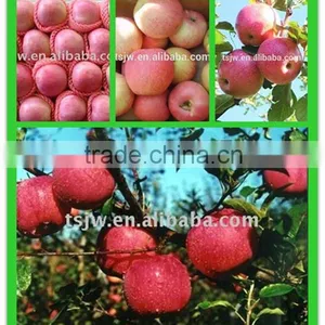 Red Color and Fresh Style Fuji Apple thumbnail-3