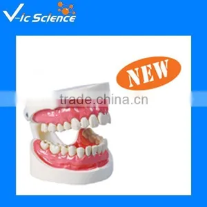 Teeth And Dental Models thumbnail-1