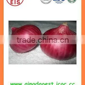 Fresh New Crop Red Onion From China thumbnail-4