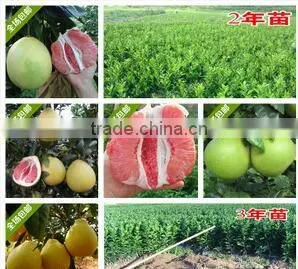 Pomelo, Shaddock Tree Seedlings thumbnail-2