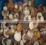 Mushroom thumbnail-1