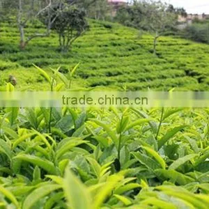 Vietnam Green Tea Powder/Vietnam Matcha Green Tea Powder thumbnail-5