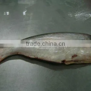 Pangasius HGT thumbnail-1