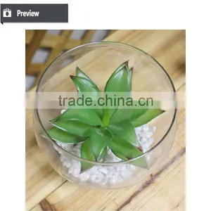 Mini Succulent Plants Bonsai High Quality Succullent Plants thumbnail-4