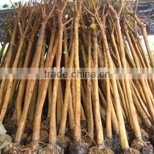 Ficus Religiosa Rootball Plants thumbnail-1