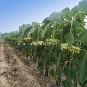 Big Size High Quality Chinese Purple Sunflower Seeds for Growing thumbnail-5