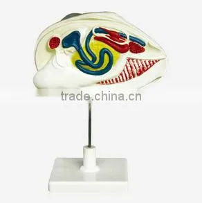 River Mussel Model thumbnail-1