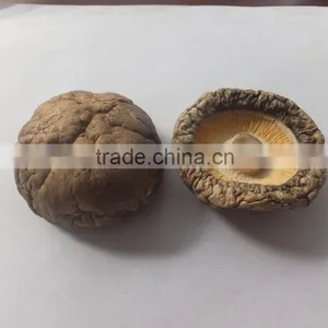 Sui Zhou Dried Mushroom for Sale thumbnail-3
