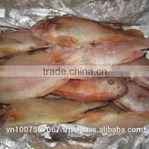 FROZEN RED TILAPIA thumbnail-3