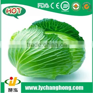[Hot Sale] Fresh Cabbage/green Cabbage thumbnail-1