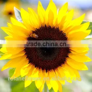 Color Blue Fresh Cut Sunflowers For Wedding Decoration thumbnail-4
