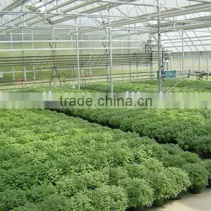 Vegetable-growing Greenhouse-commercial Greenhouses thumbnail-2