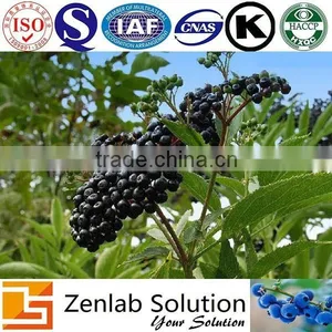 Anthocyanins Elderberry Extract thumbnail-3