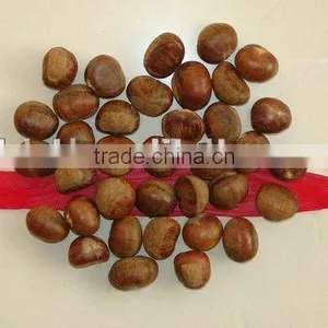 Chinese Fresh Chestnut in Shell With Sweet Taste Ons Ale thumbnail-2