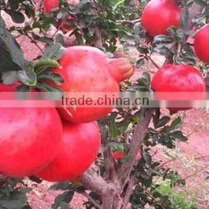 Fresh Pomegranate High Quality Fruits thumbnail-6