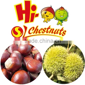 Hebei New Crop Fresh Chestnut--best for Roasting thumbnail-2