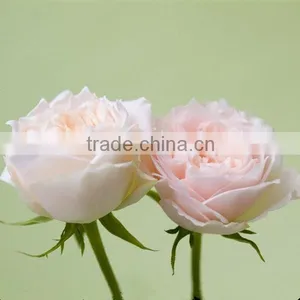 Fresh Cut Flowers Suppliers White Rose Flowers thumbnail-1