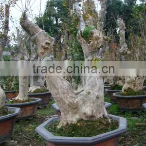 Lagerstroemia Indica L. Bonsai thumbnail-3