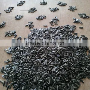 Sunflower Seeds 5009 24/64, 24/68 thumbnail-4