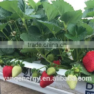 High Umol Led Grow Light Waterproof 150w 3m, Tomato Growling Lamp Vanq thumbnail-1