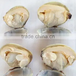 Frozen Cooked Short Necked Clam With Favorable Price thumbnail-2