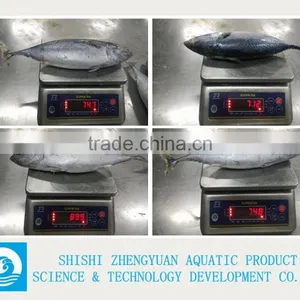 New Fresh Land Frozen Bonito From China thumbnail-1