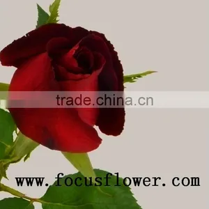 Fragrant Aroma Crazy Selling Fresh Cut Roses Fresh Cut Marigold Roses Carola for Wedding Decoration From Kunming thumbnail-4