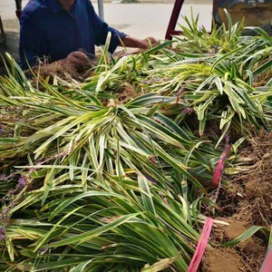 Prices, Pictures, and Quotation Table of Liriope Muscari From Jiangsu Base in 2022 thumbnail-1