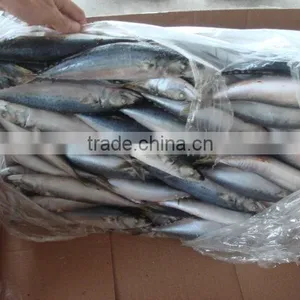 Frozen Mackerel for Bait thumbnail-1