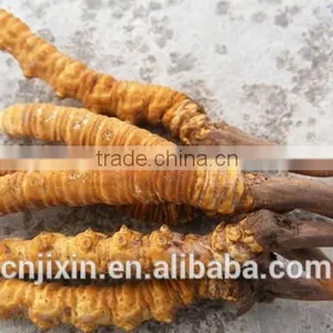 Top Quality Cordyceps Sinensis thumbnail-1
