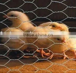 25mm x 1.2m x 25m Gi Hexagonal Wire Mesh For Dubai Market/Chicken Wire Mesh Rolls thumbnail-3