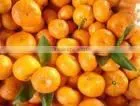 Honey Orange thumbnail-1