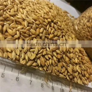 Australia Barley Malt Can Provide to Beer Factory thumbnail-2